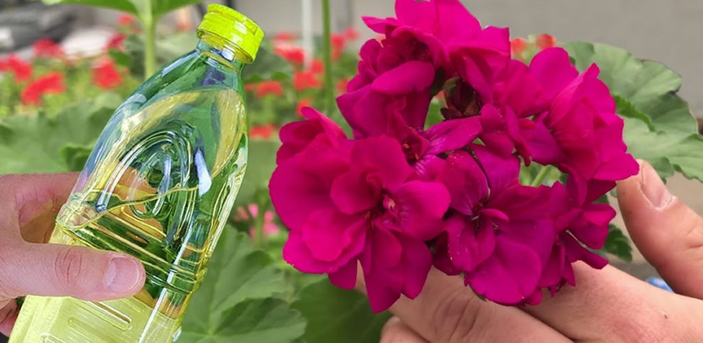 How to make geraniums bloom profusely Light Recipes