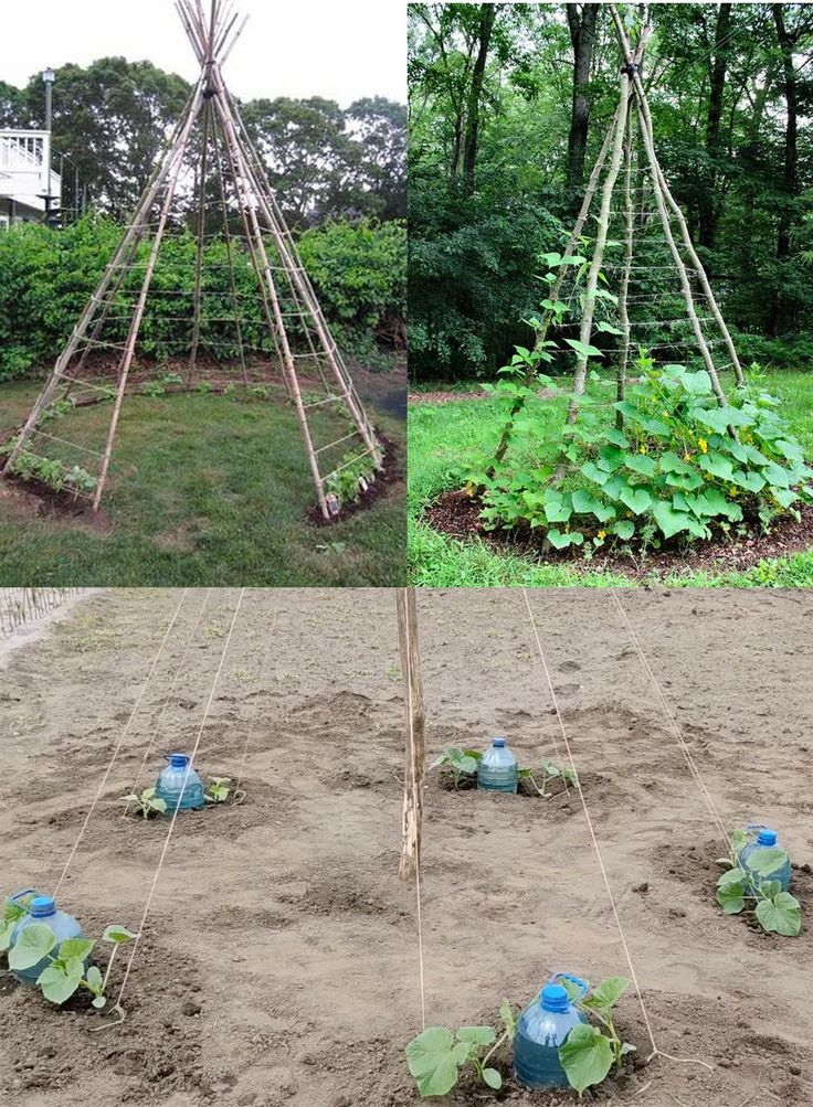 How And Why To Grow Herringbone Cucumbers Light Recipes