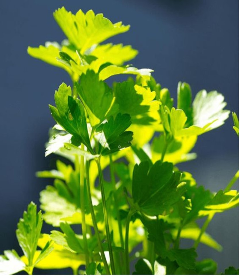How to grow parsley at home all year round only then will you have a