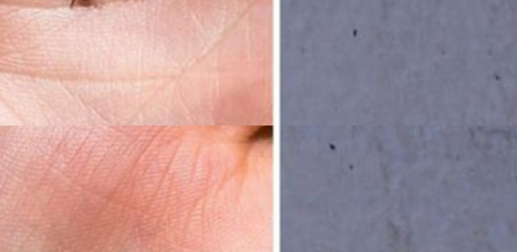 Effective Tips to Get Rid of Ticks and Fleas in Your Home and Garden