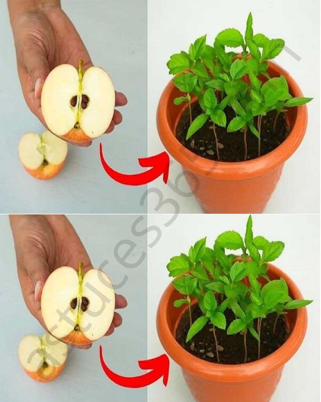 How To Grow Apple Trees From Seeds At Home: You Will Get The Desired ...