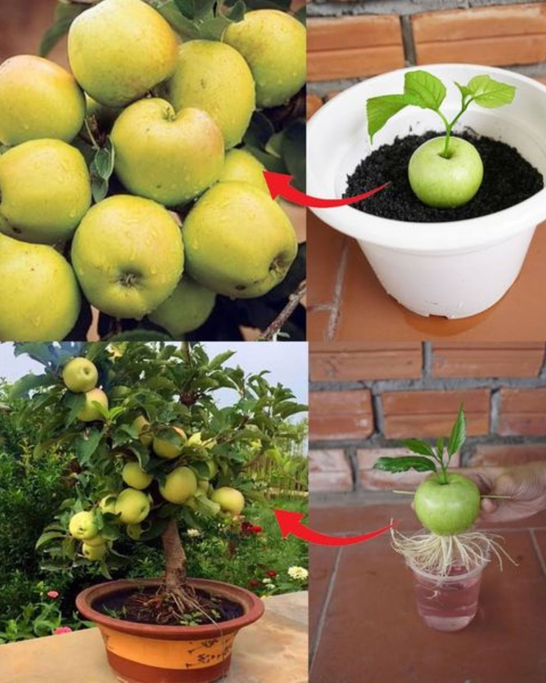 How to grow an apple tree from a seed and get a plant full of fruit ...