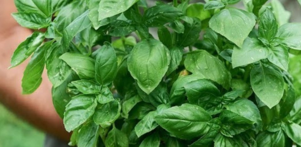 Spoiled basil, you can restore it in minutes – my grandmother’s old ...