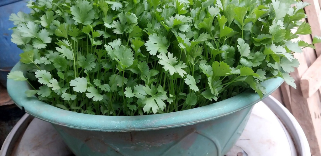 Parsley and its benefits, cleanses the blood, kidneys, liver, and more ...