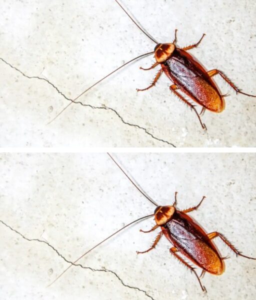 Why do cockroaches appear 3 things that attract them Light Recipes