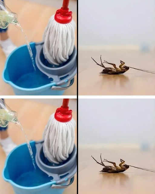 Homemade mixture to mop the floor and keep cockroaches away from the